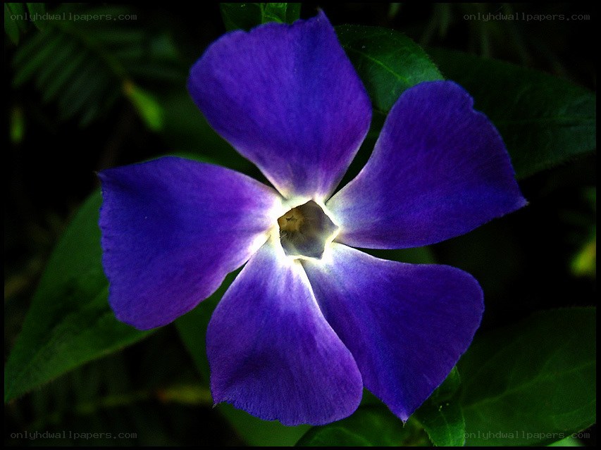 vibrant purple flower bloom