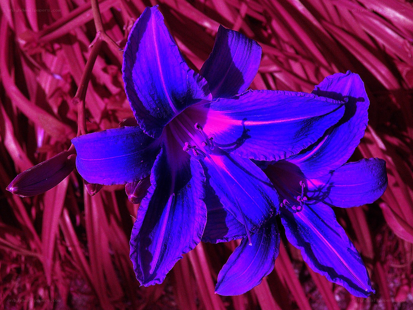 vibrant purple flower bloom