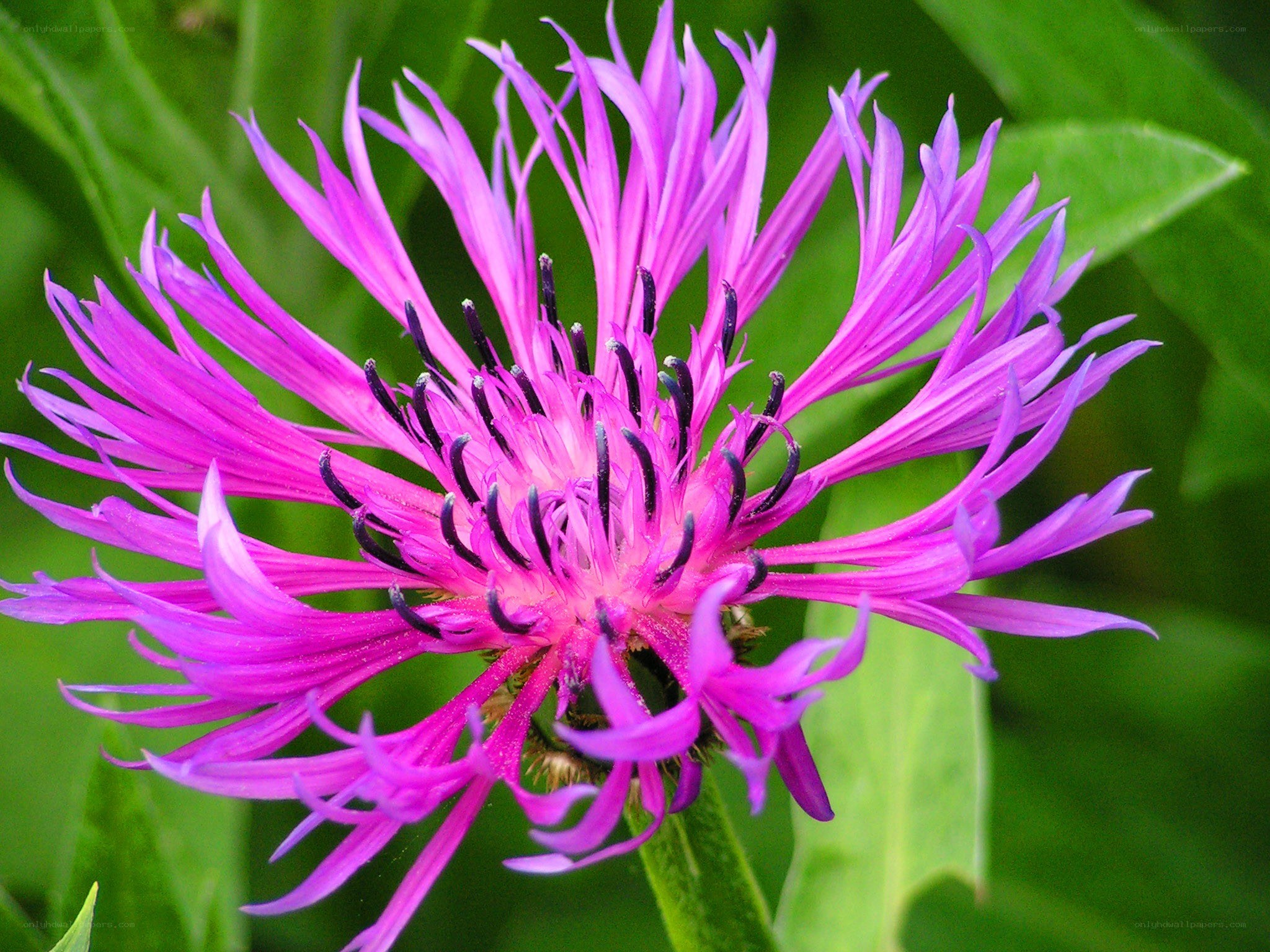 vibrant purple flower bloom