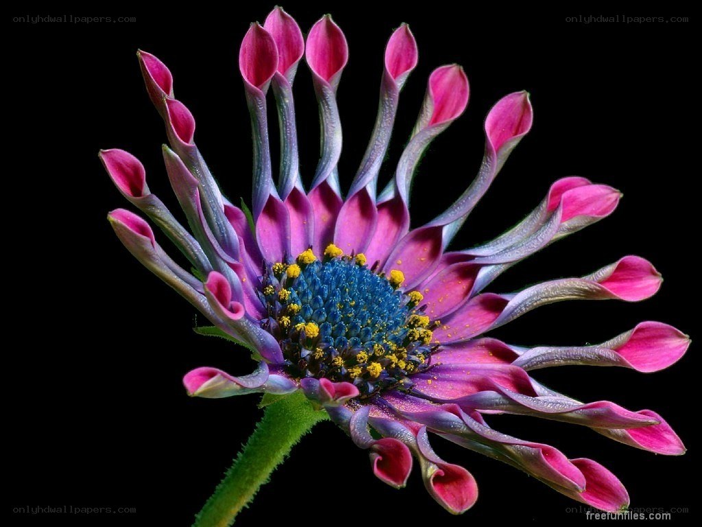 vibrant purple flower close-up