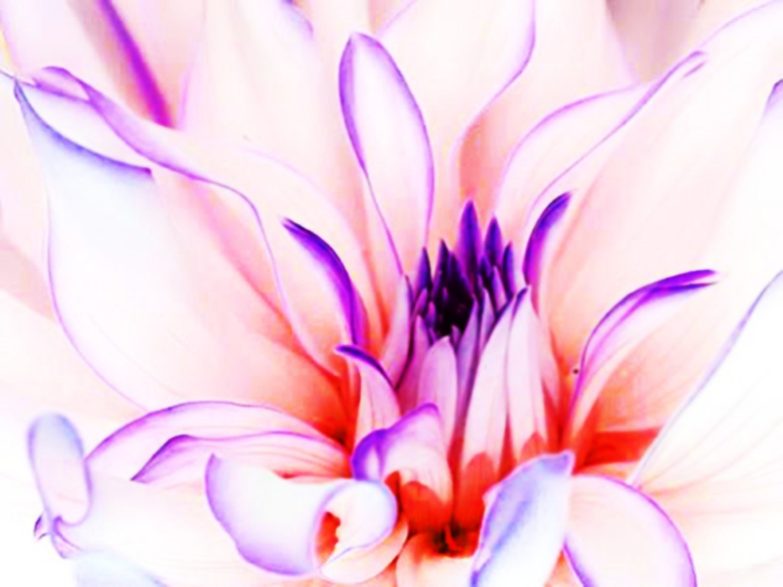vibrant purple flower close-up