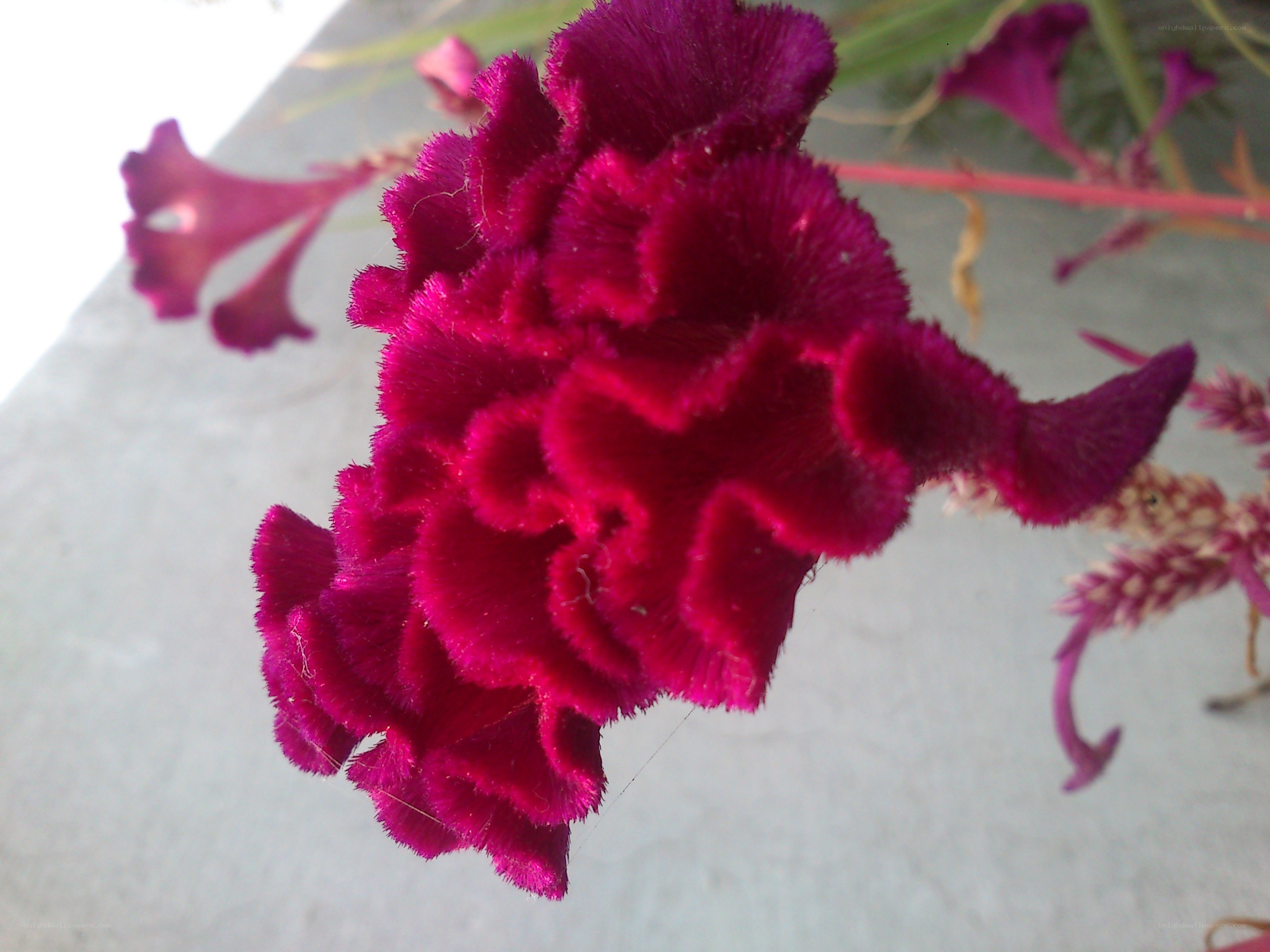vibrant purple flower close-up