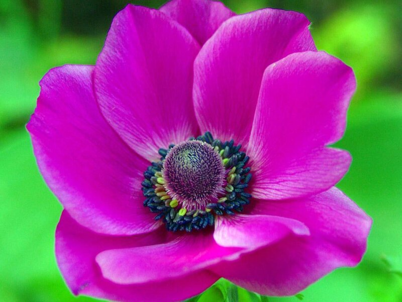 vibrant purple flower close-up