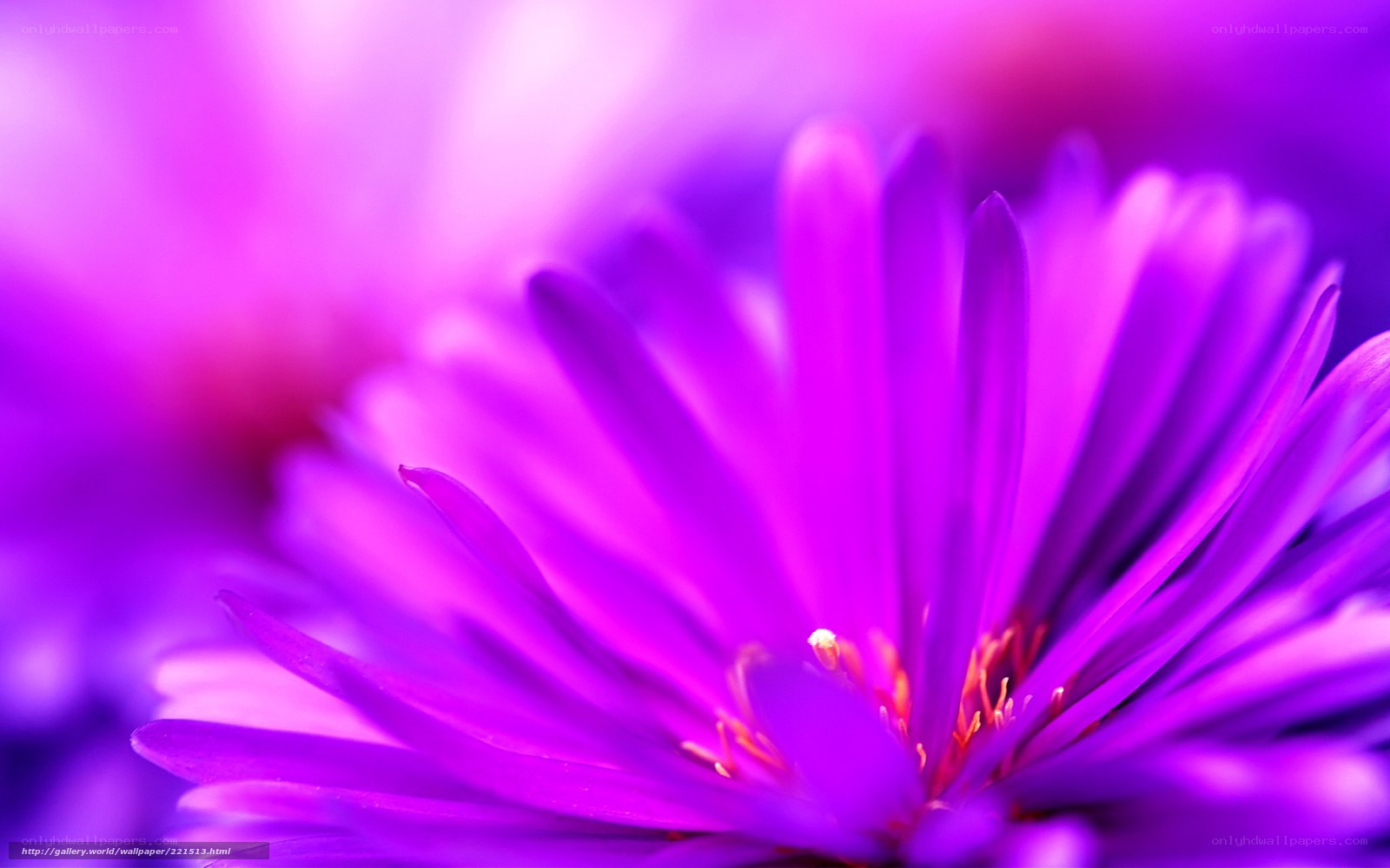 vibrant purple flower close-up