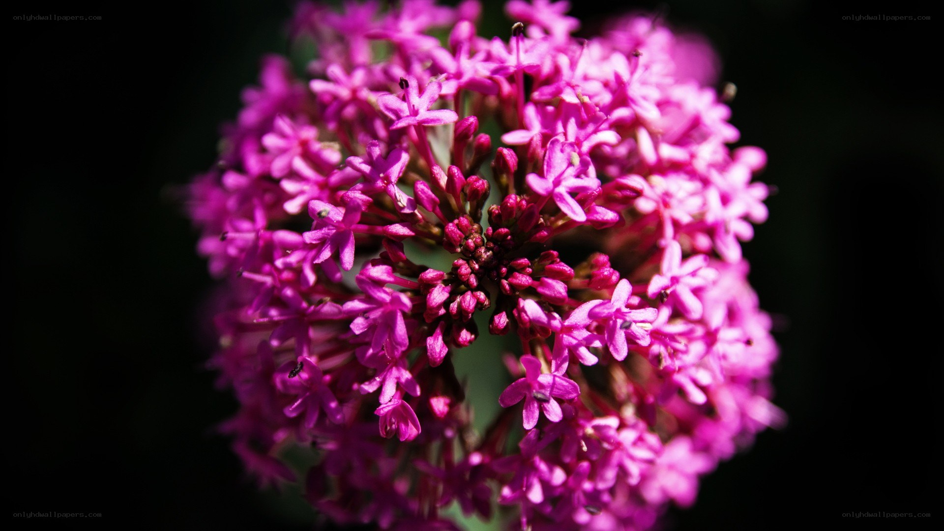 vibrant purple flower cluster