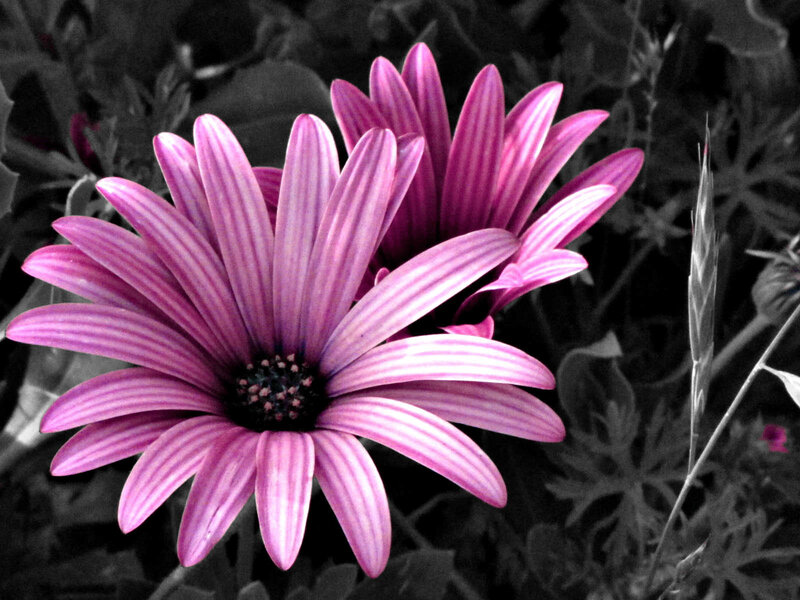 vibrant purple flower in black and white