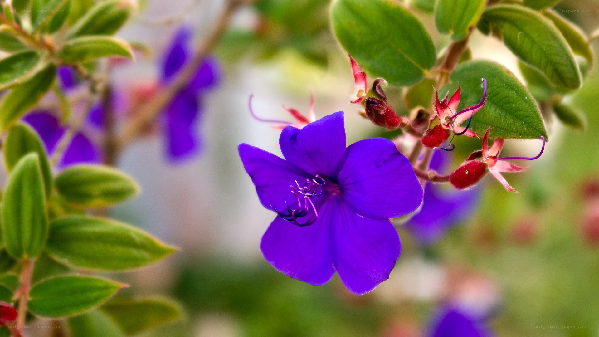 Vibrant purple flower in bloom