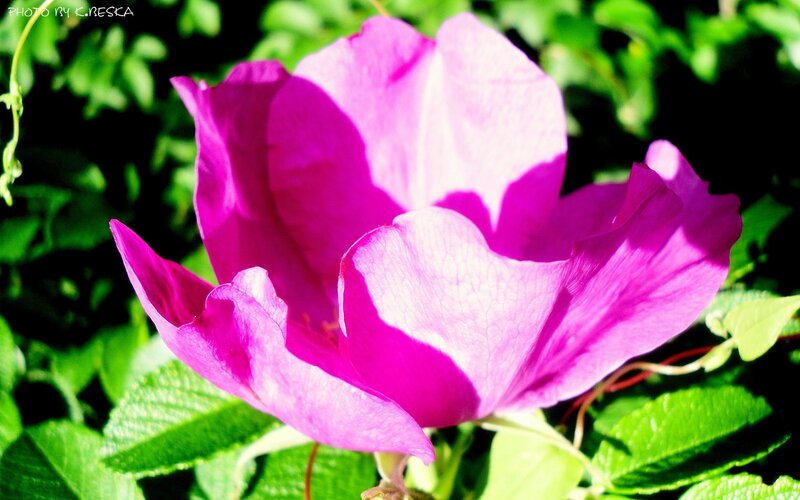 vibrant purple flower in sunlight