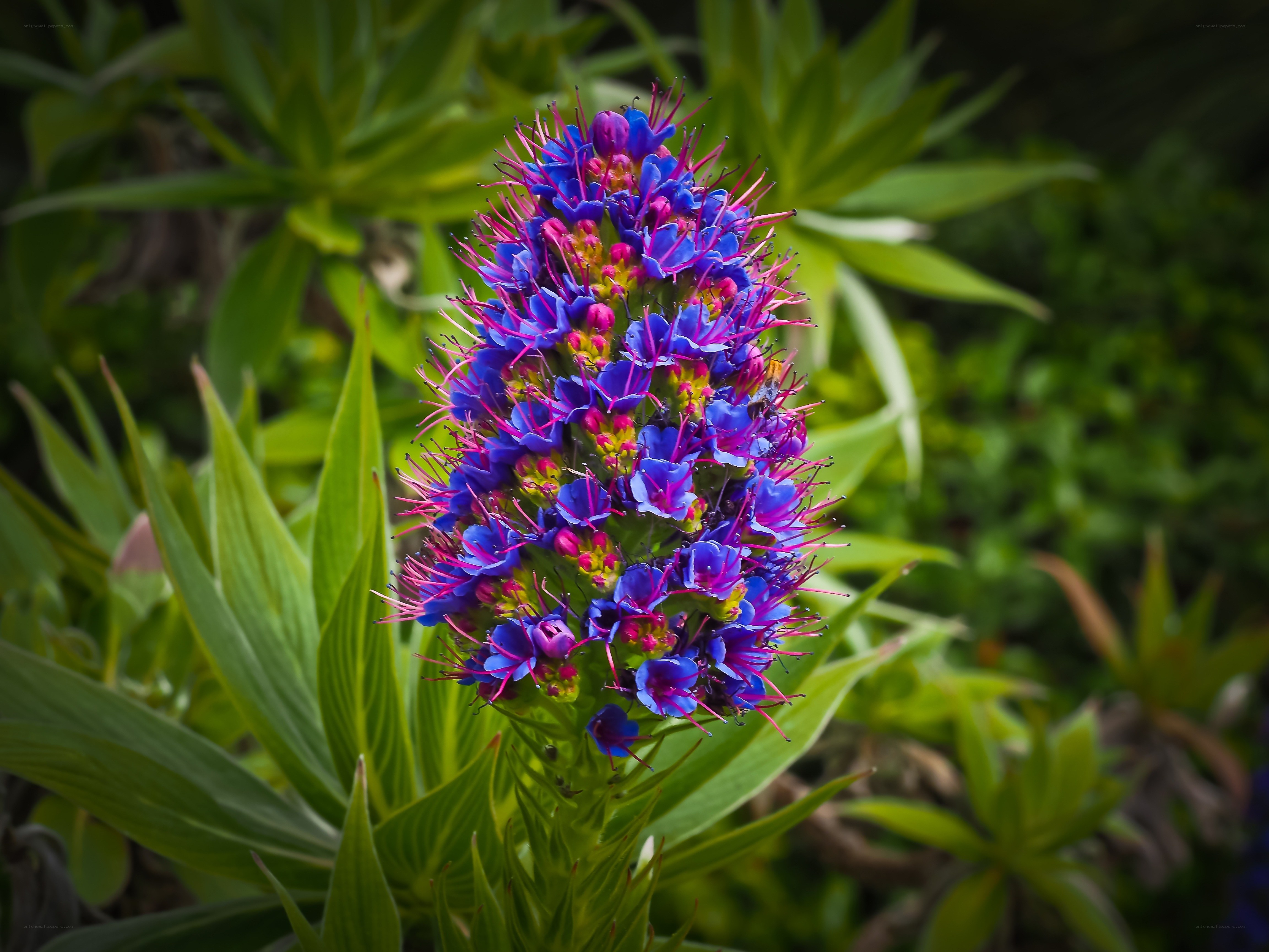 vibrant purple flower spike