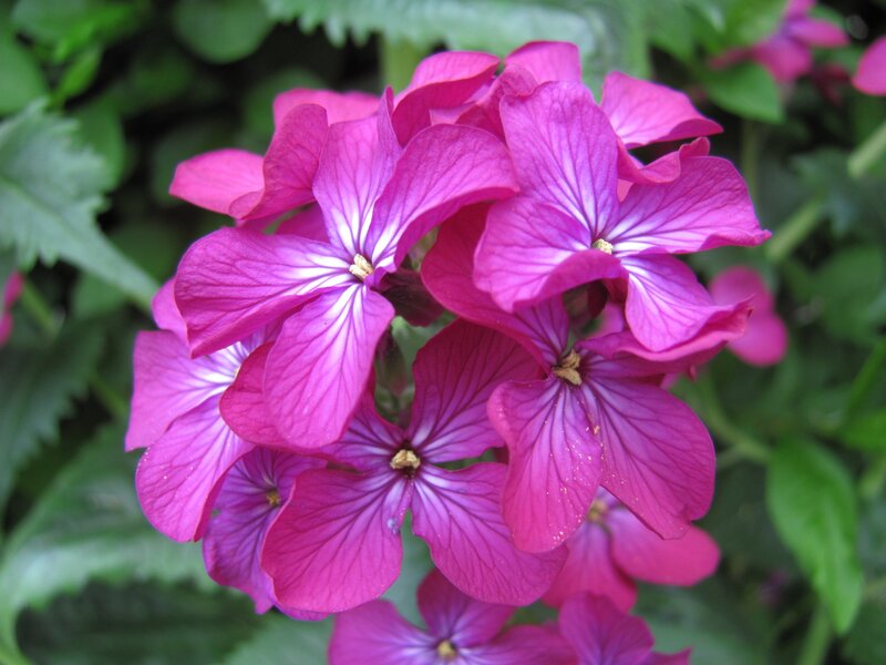 vibrant purple flowers in bloom
