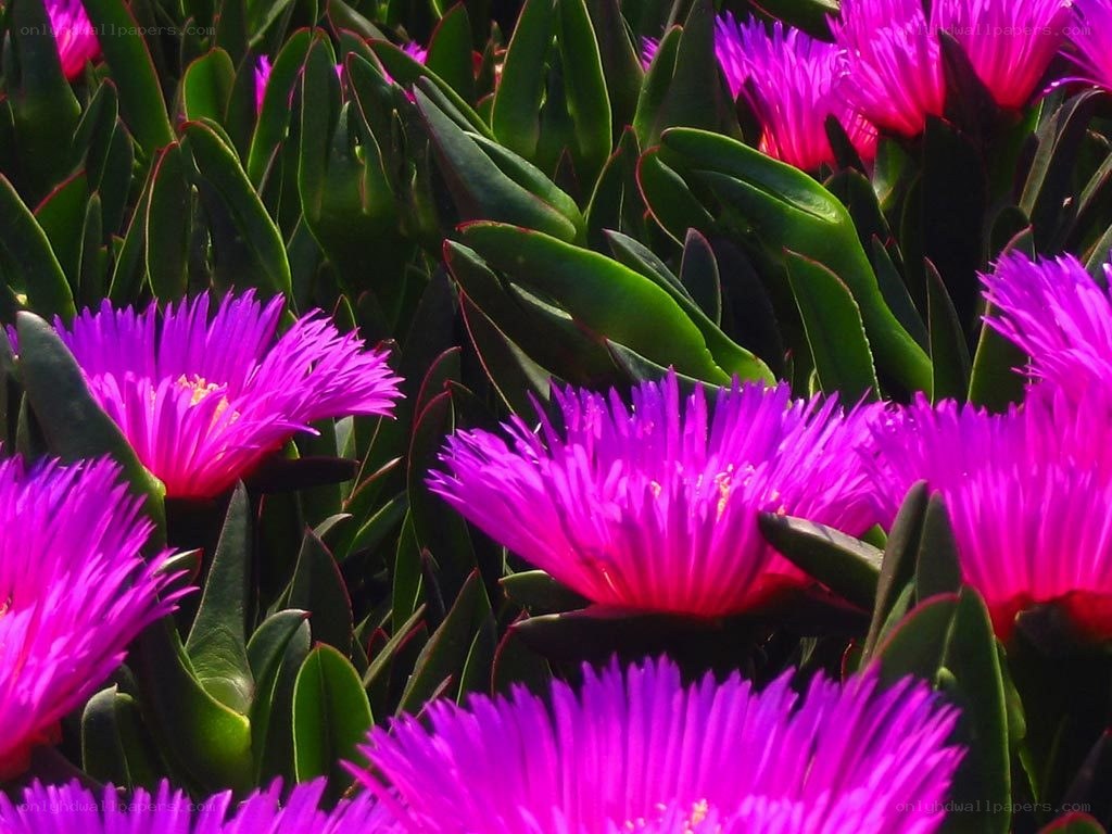 vibrant purple flowers in bloom