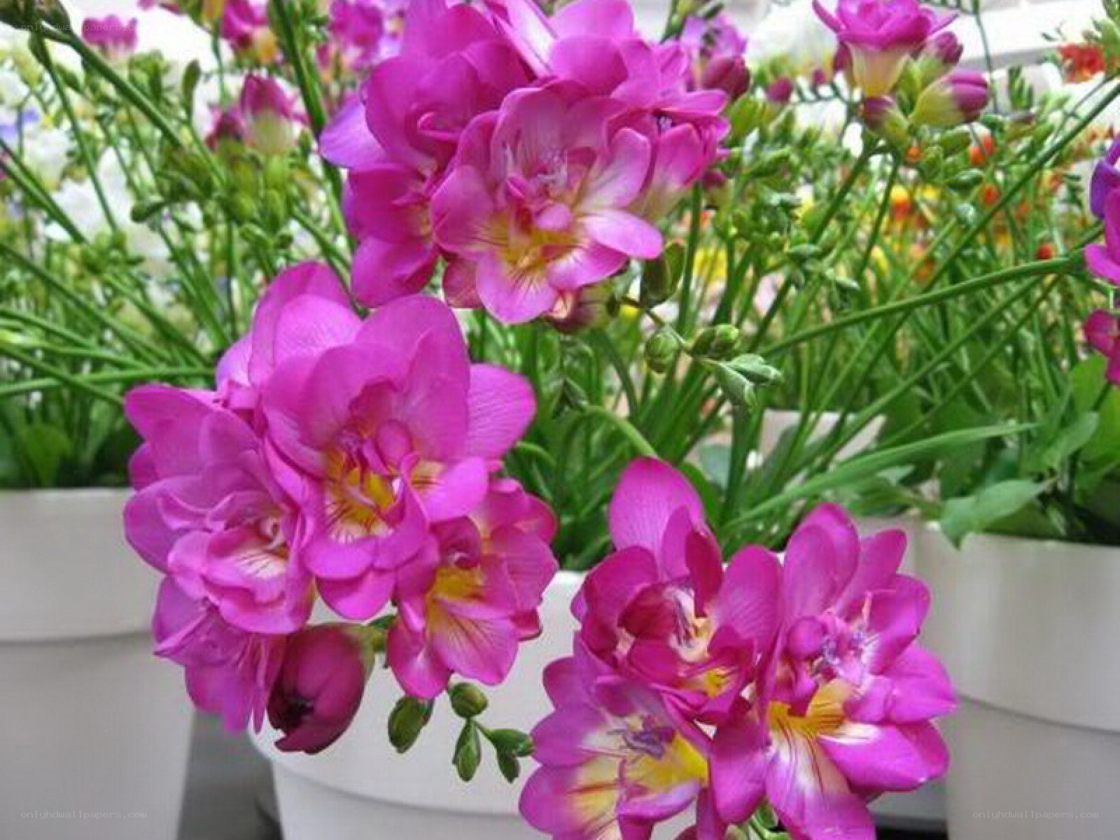 vibrant purple flowers in pots