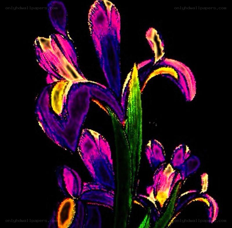 vibrant purple iris flowers