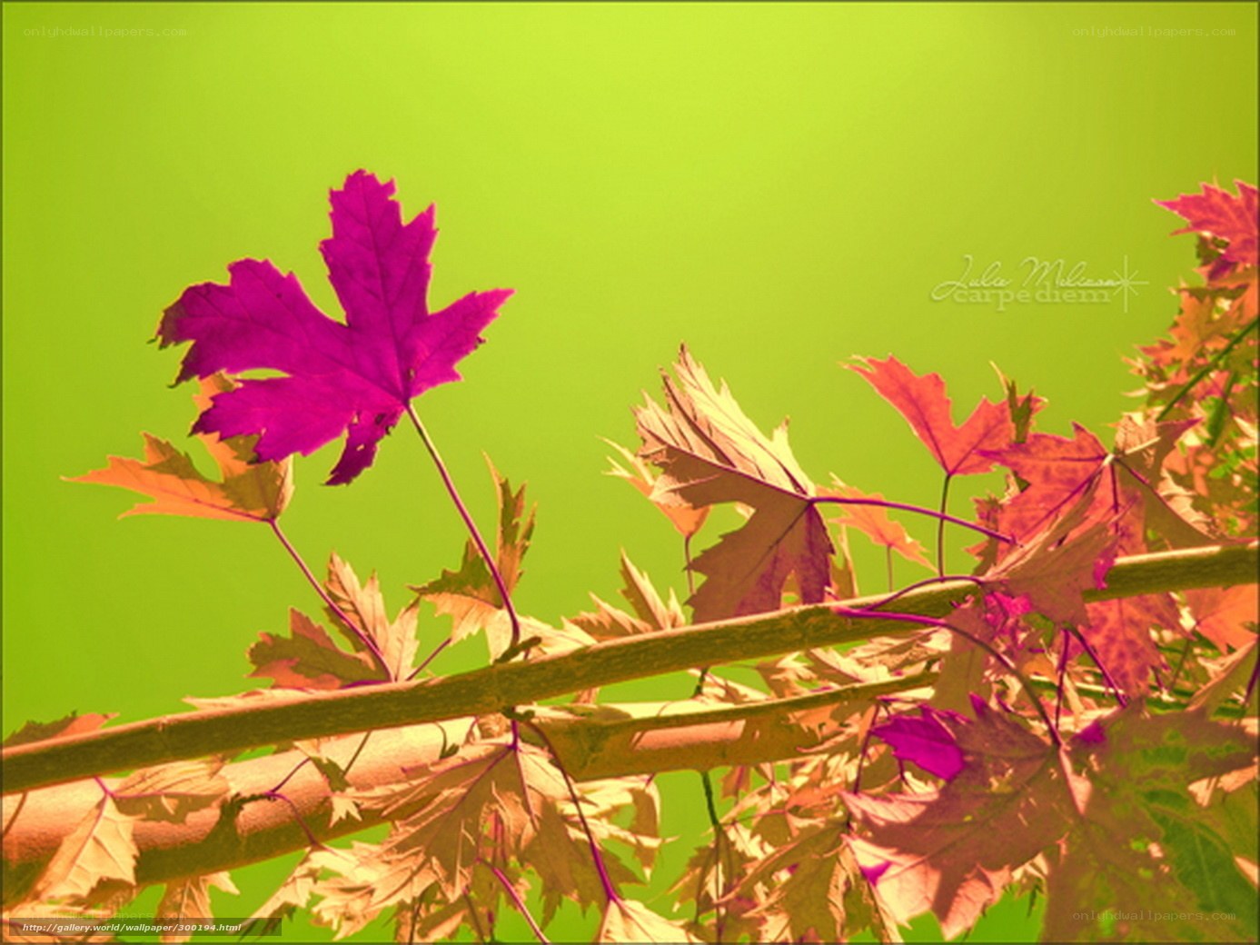 vibrant purple leaf on green