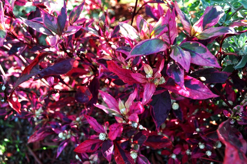 vibrant purple leaf plant