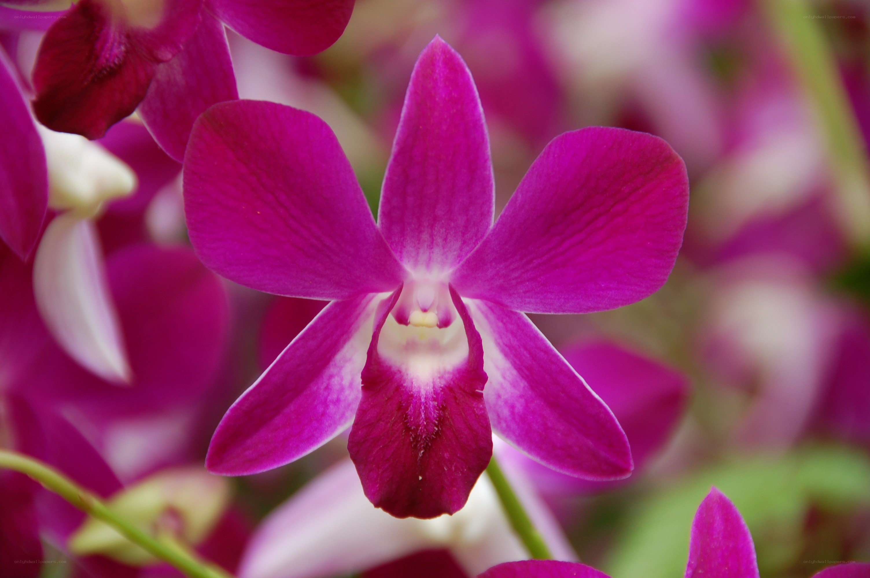 vibrant purple orchid bloom