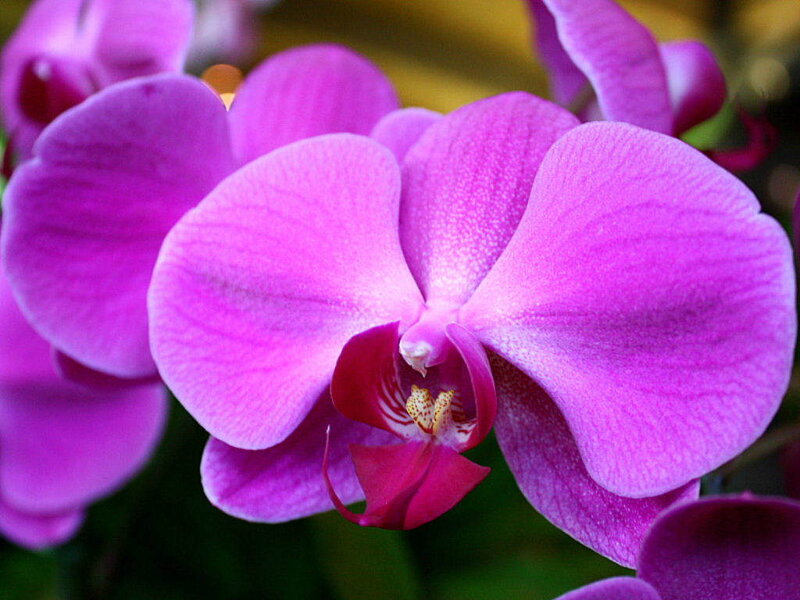 vibrant purple orchid bloom