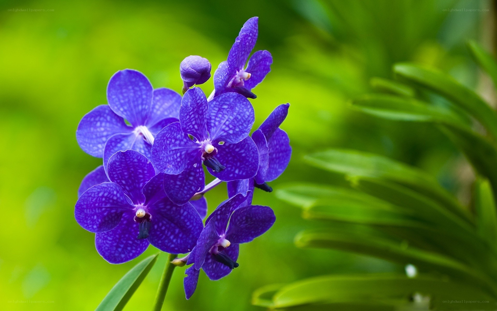 vibrant purple orchid bloom