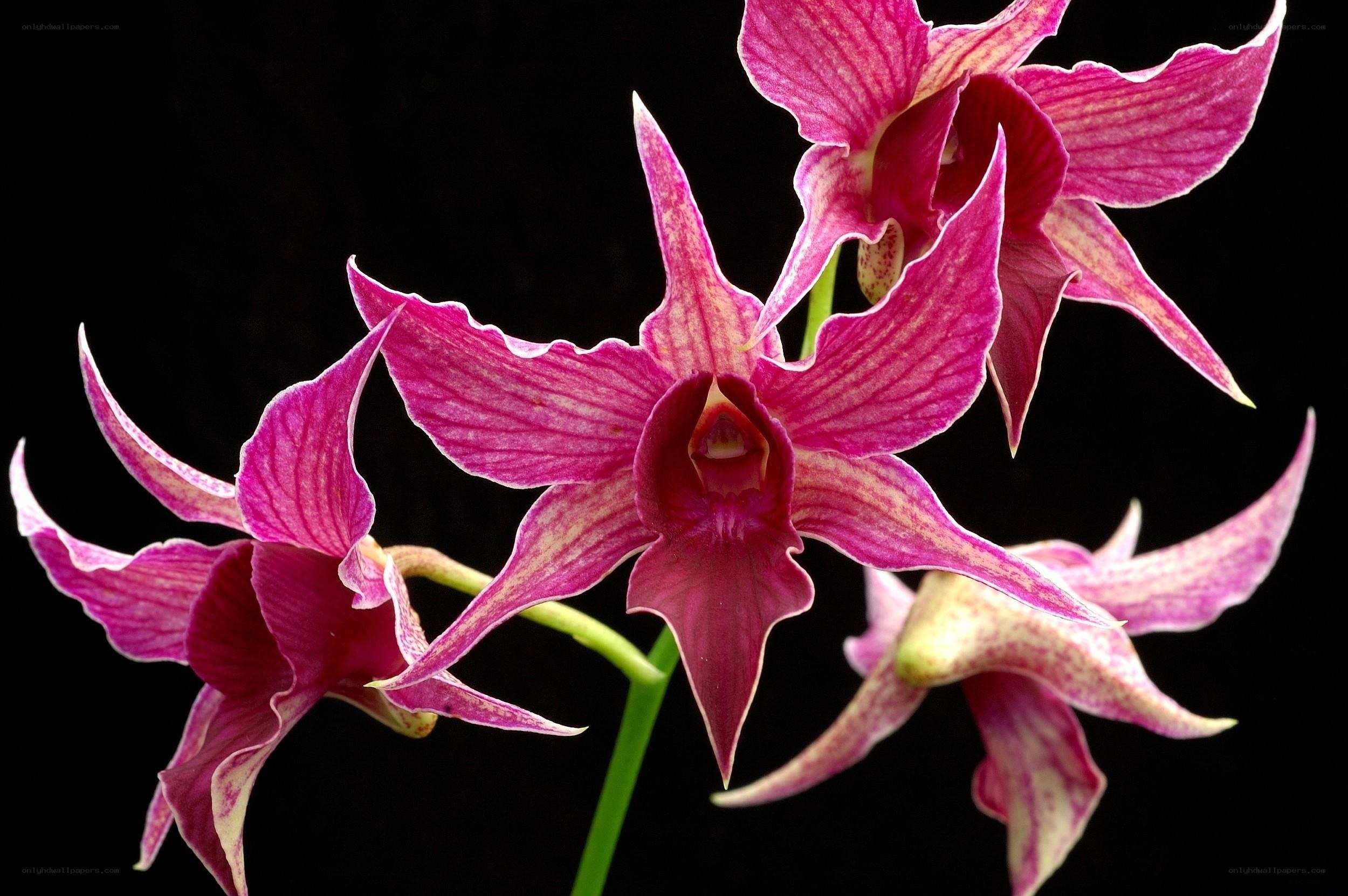 vibrant purple orchid blooms