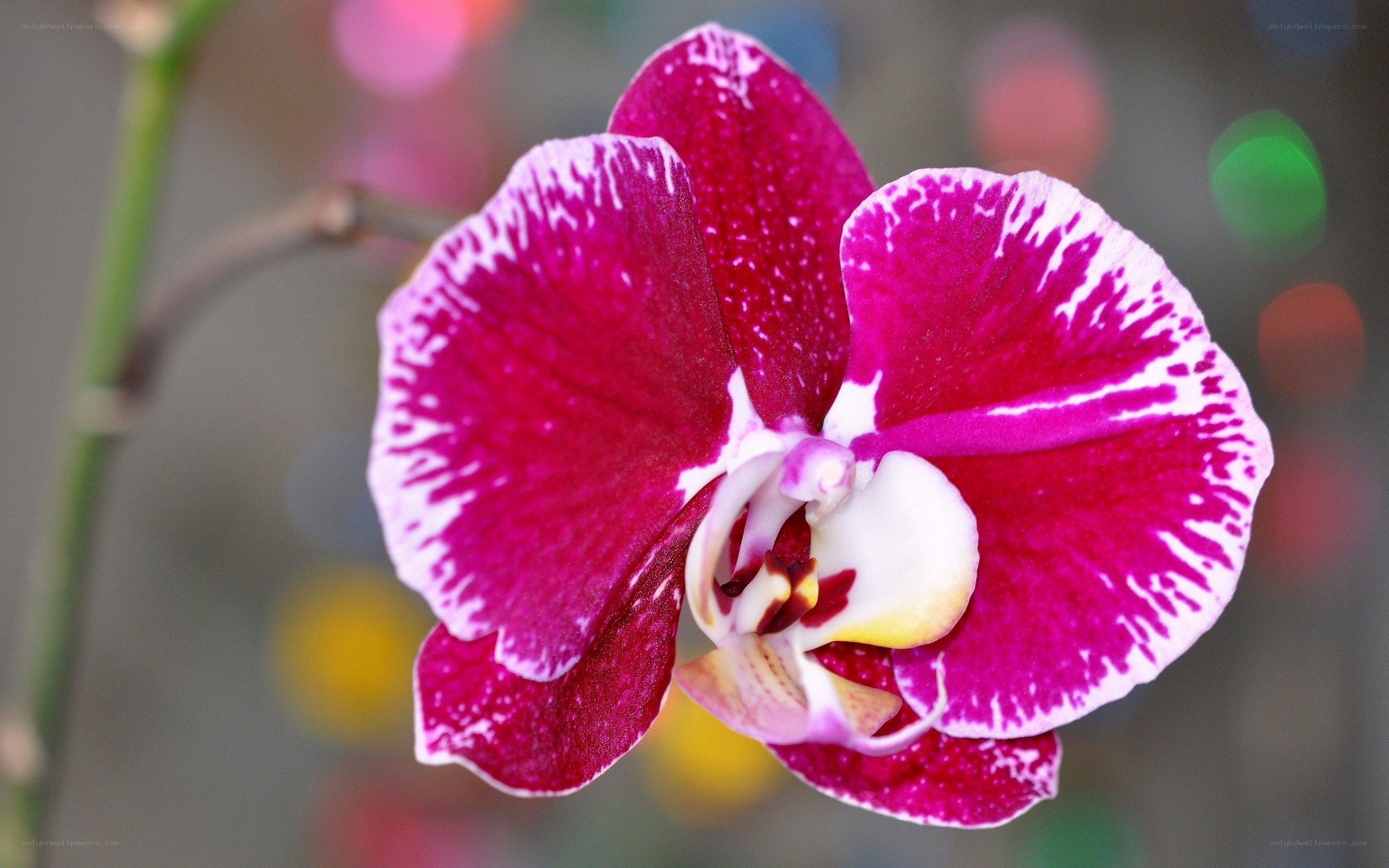 vibrant purple orchid flower