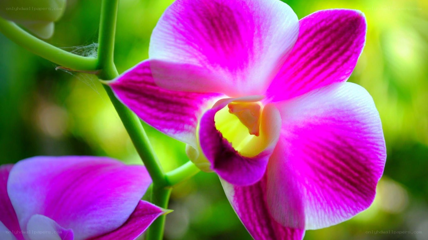 vibrant purple orchid flower