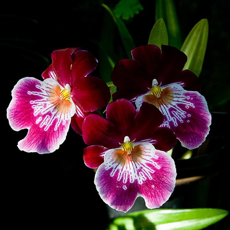 vibrant purple orchids