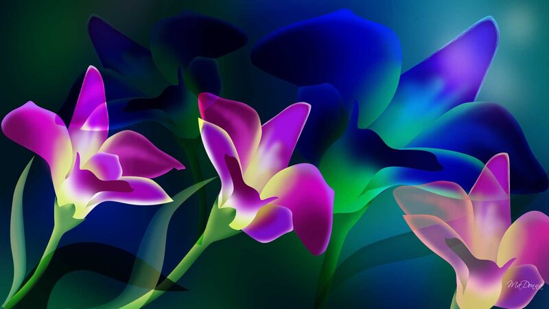 vibrant purple orchids