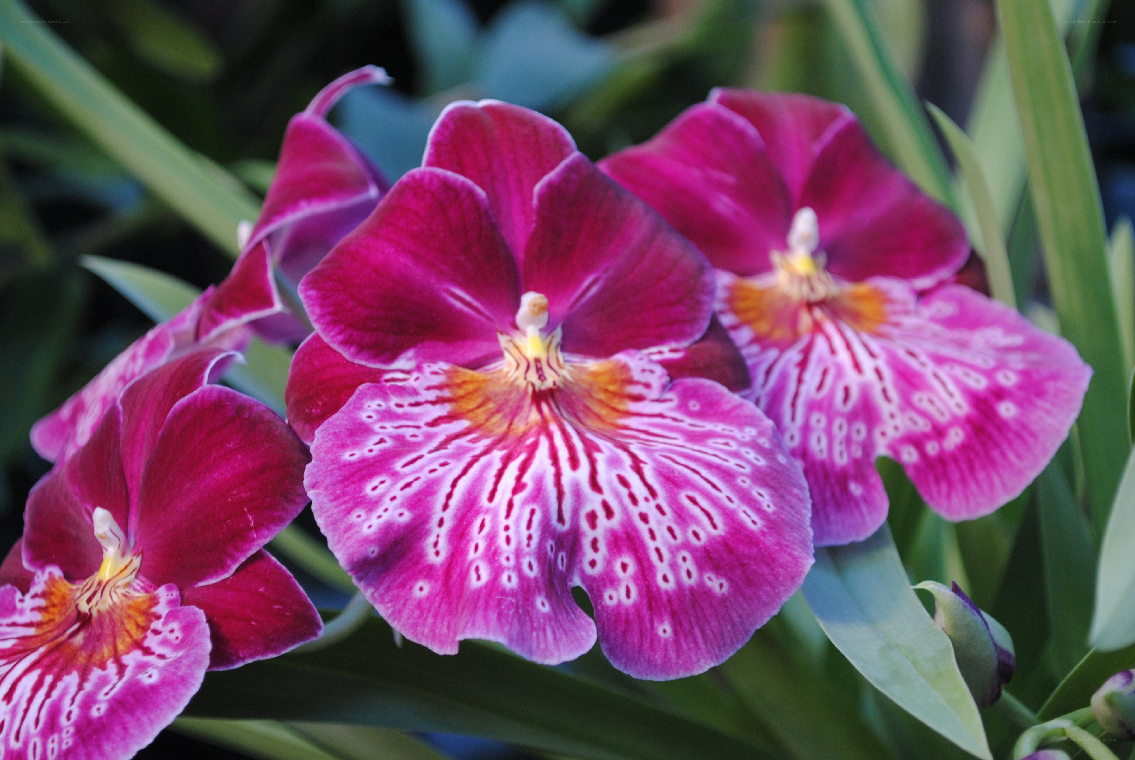vibrant purple orchids in bloom