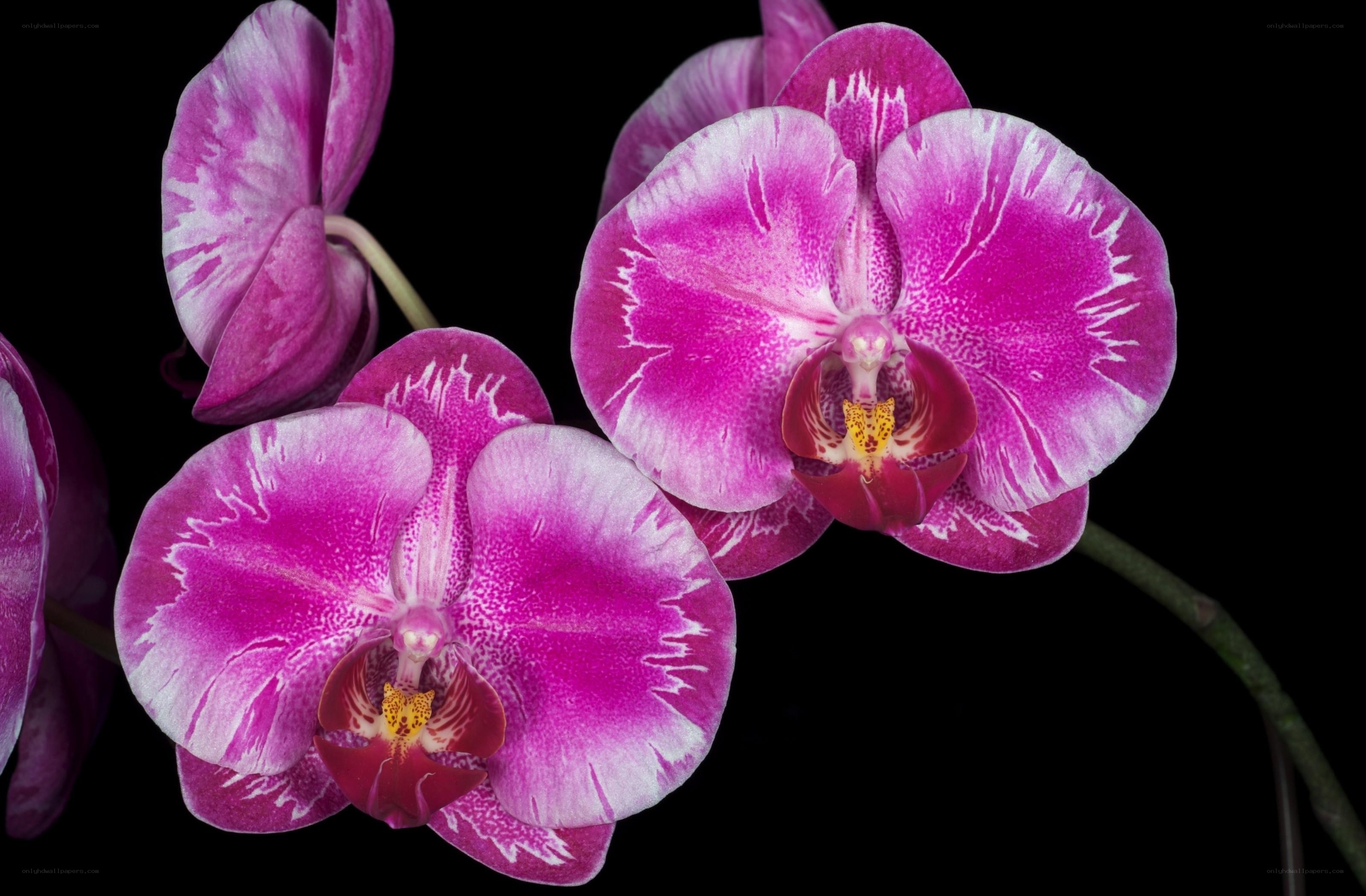 Vibrant purple orchids in bloom