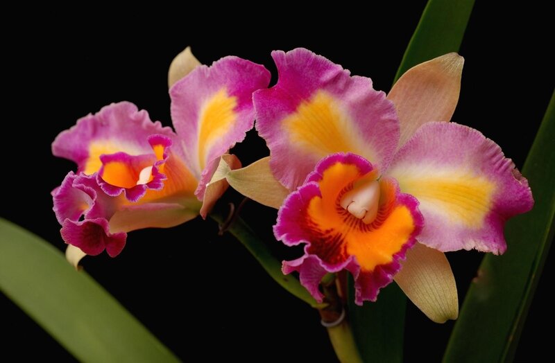 vibrant purple orchids