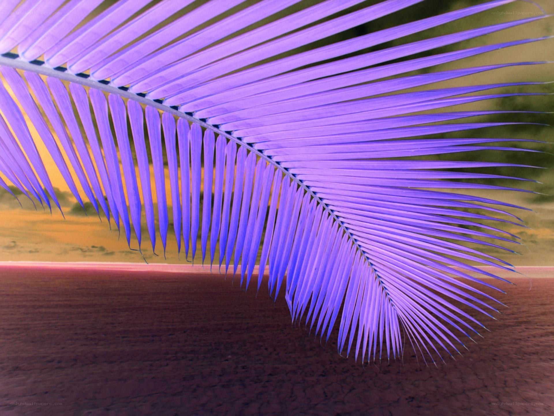 vibrant purple palm leaf