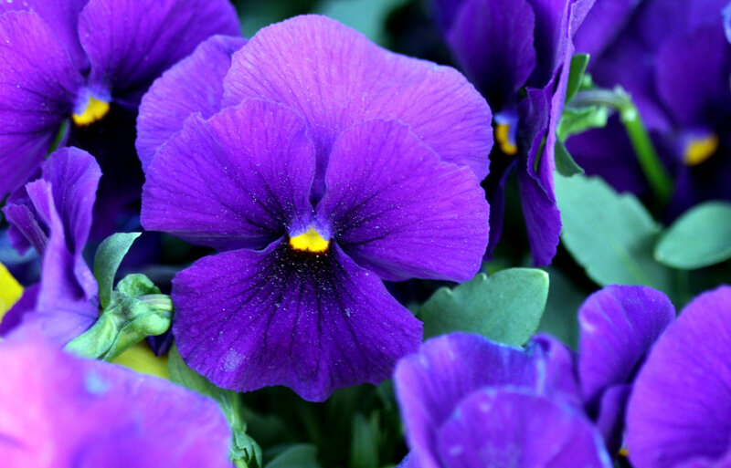 vibrant purple pansies in bloom