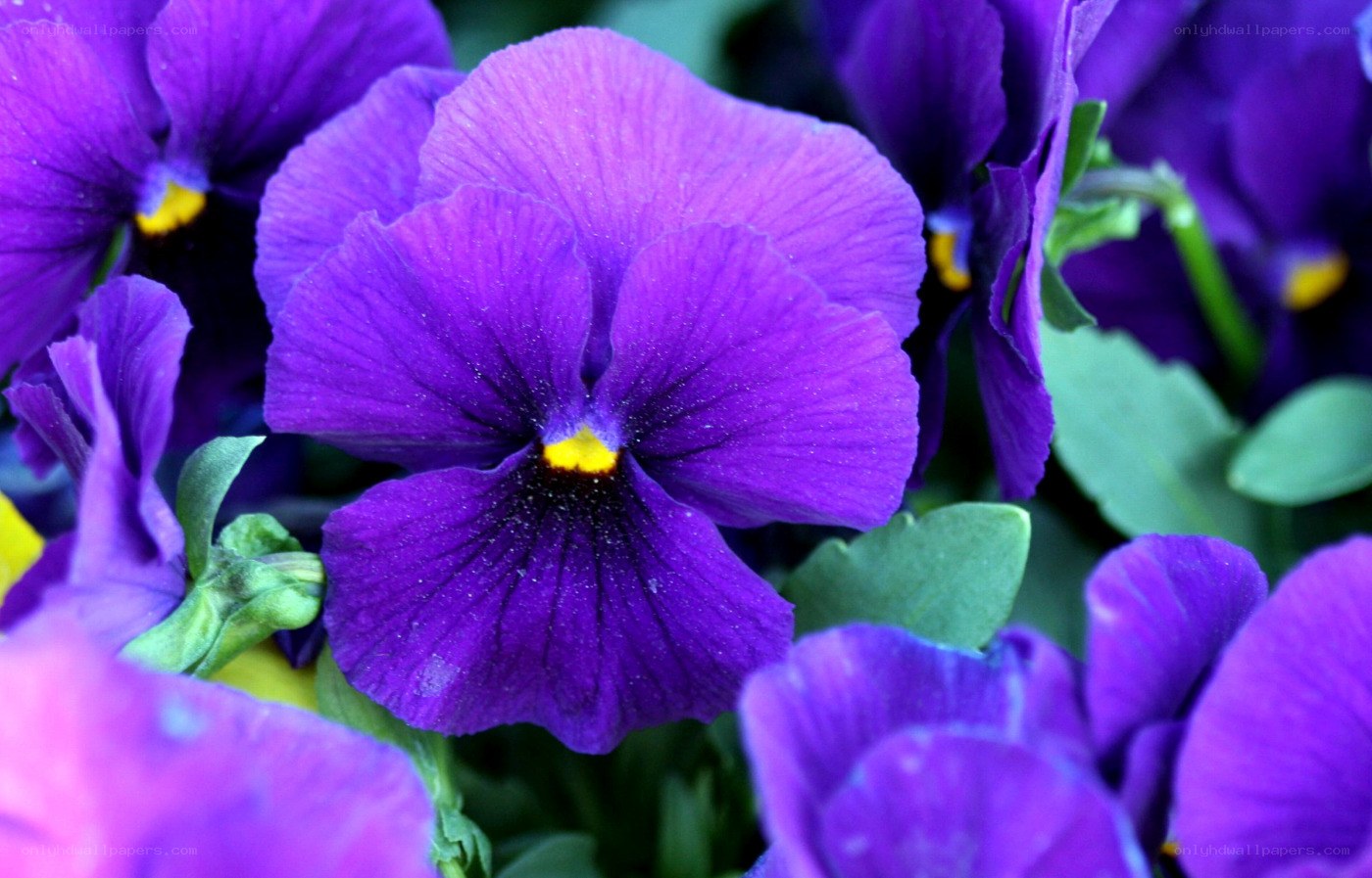 vibrant purple pansies in bloom