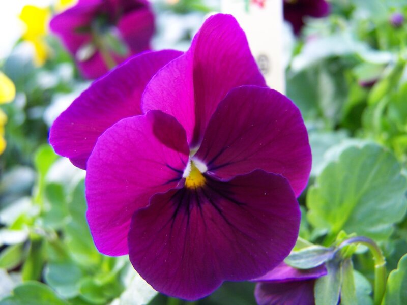 vibrant purple pansy flower
