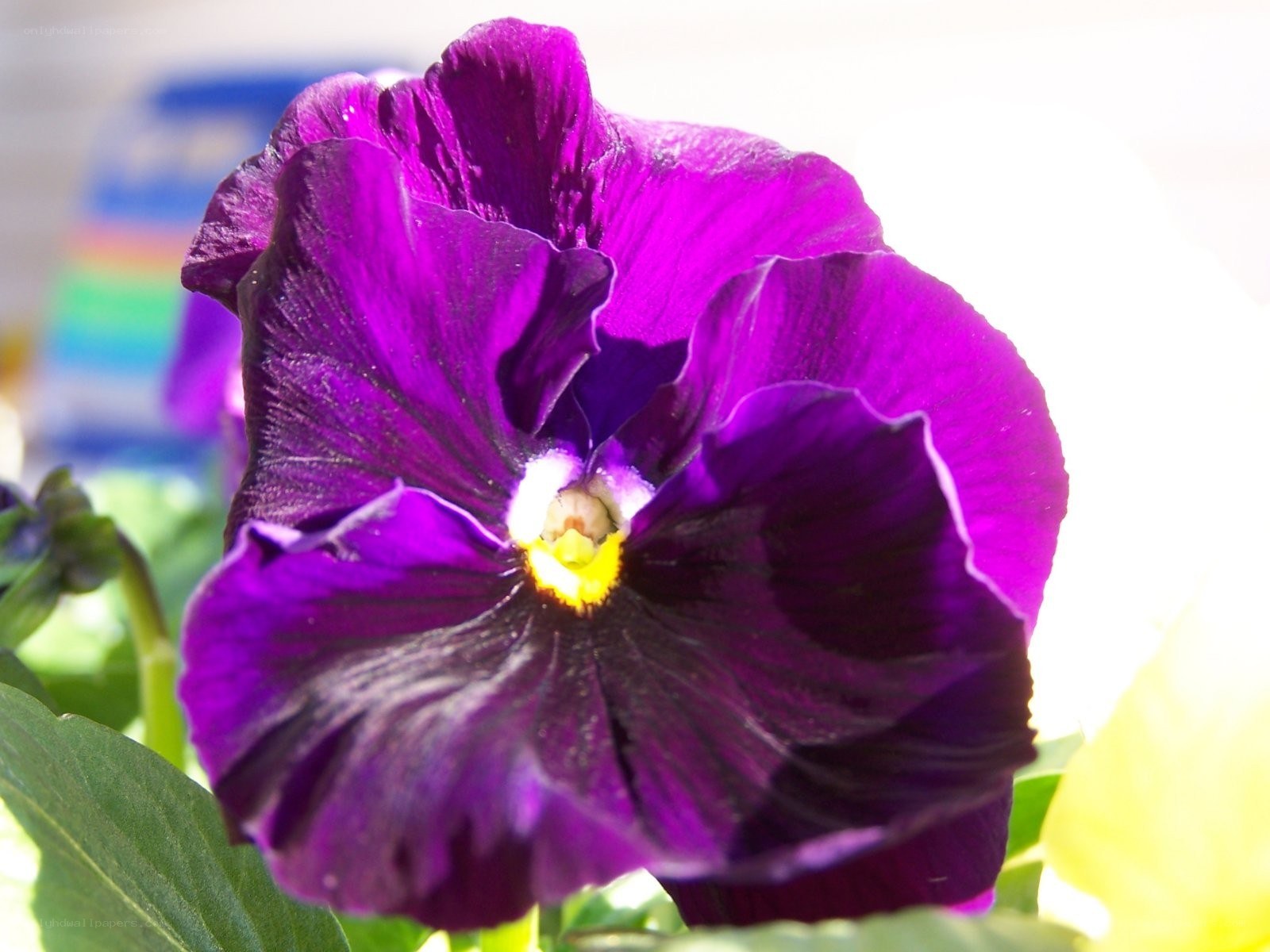 Vibrant purple pansy flower
