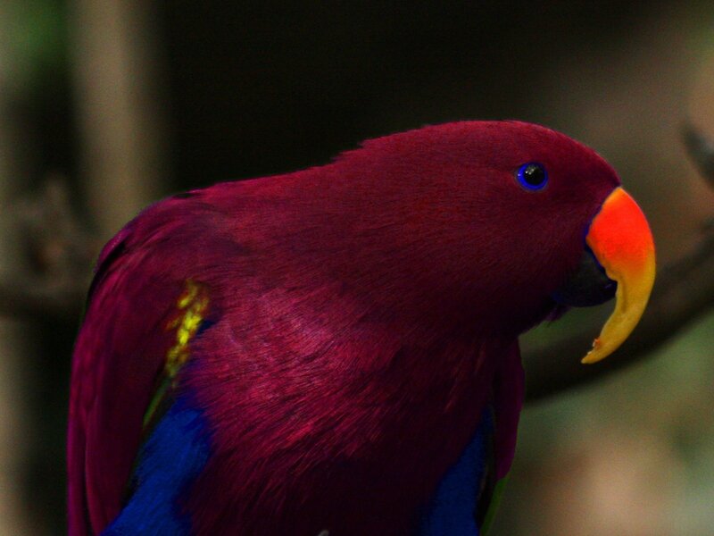 vibrant purple parrot