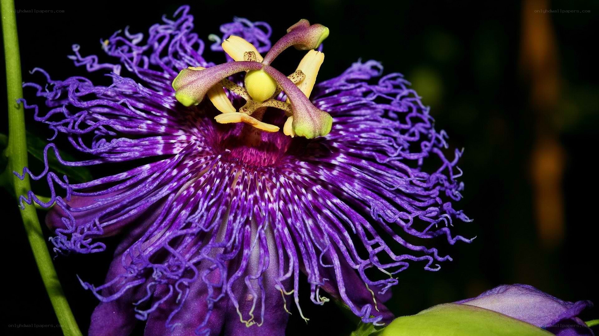 vibrant purple passionflower