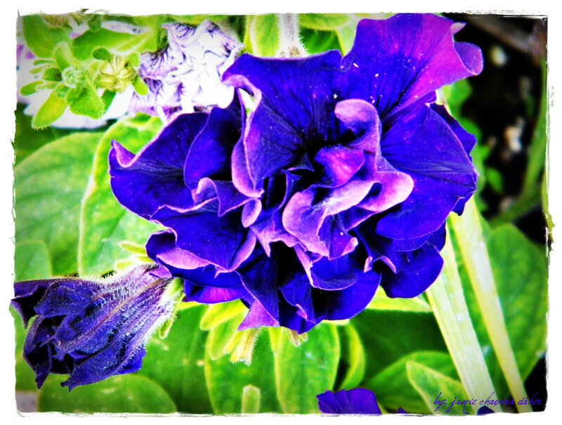 vibrant purple petunia flower