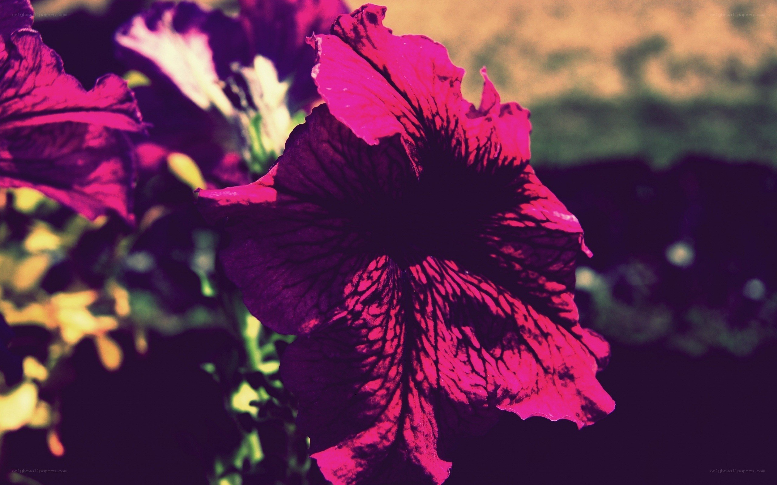 vibrant purple petunia flower