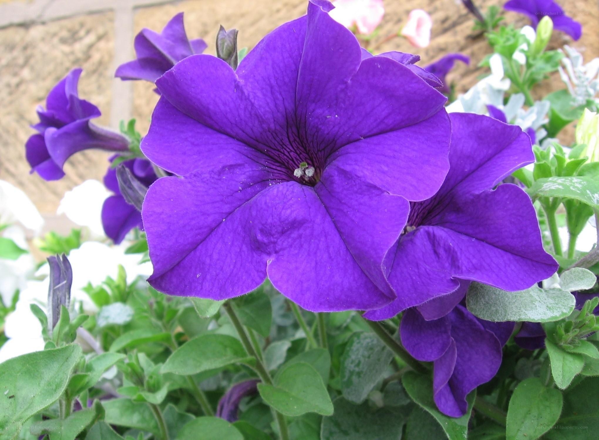 vibrant purple petunia flowers