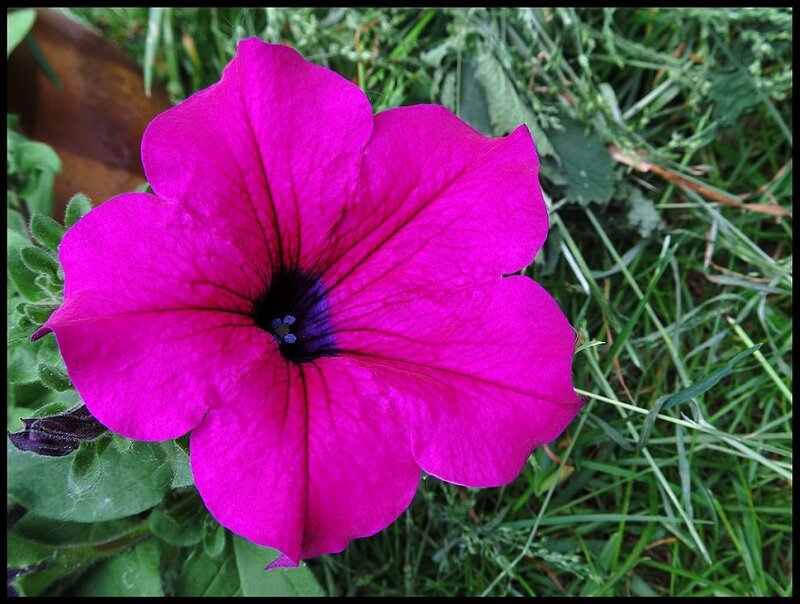 Vibrant Purple Petunia