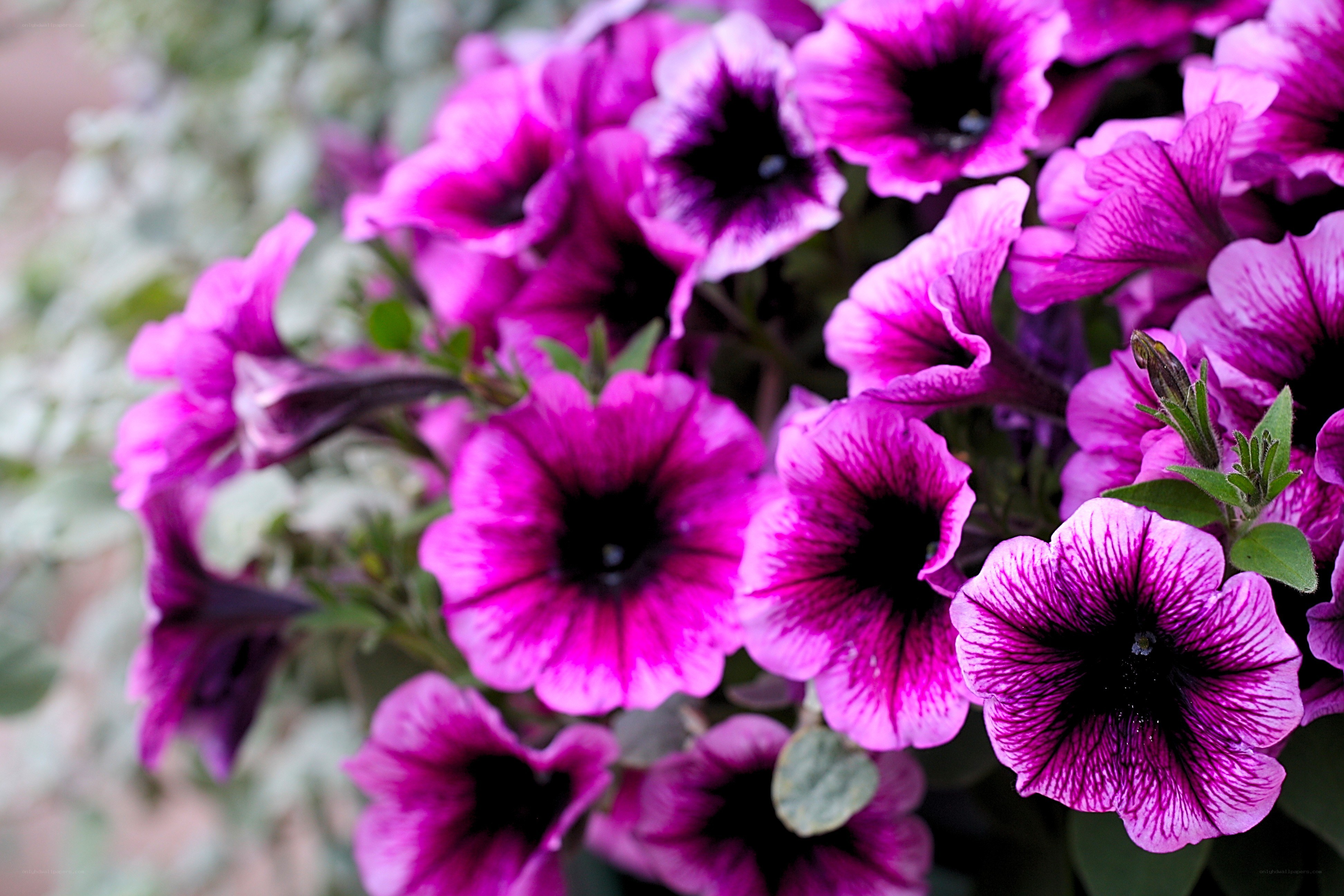 vibrant purple petunias in bloom