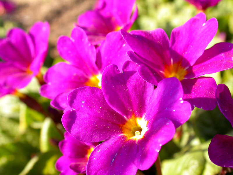 vibrant purple primrose flowers