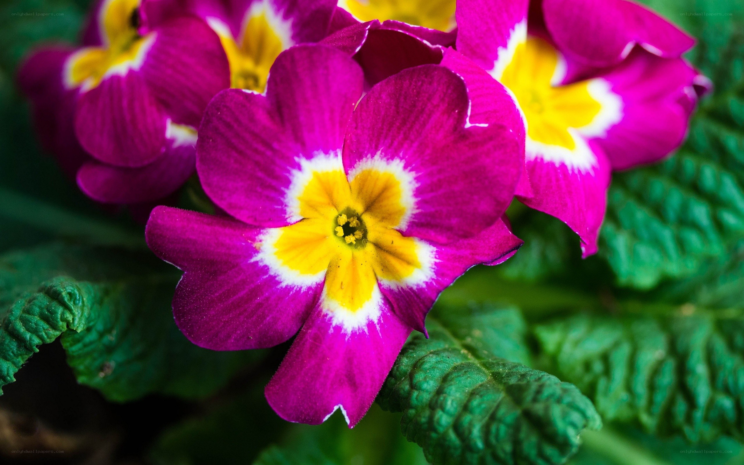 vibrant purple primrose flowers