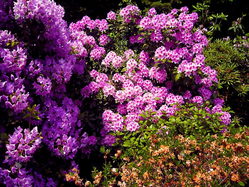 Vibrant purple rhododendron blooms