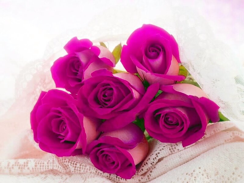 vibrant purple roses bouquet