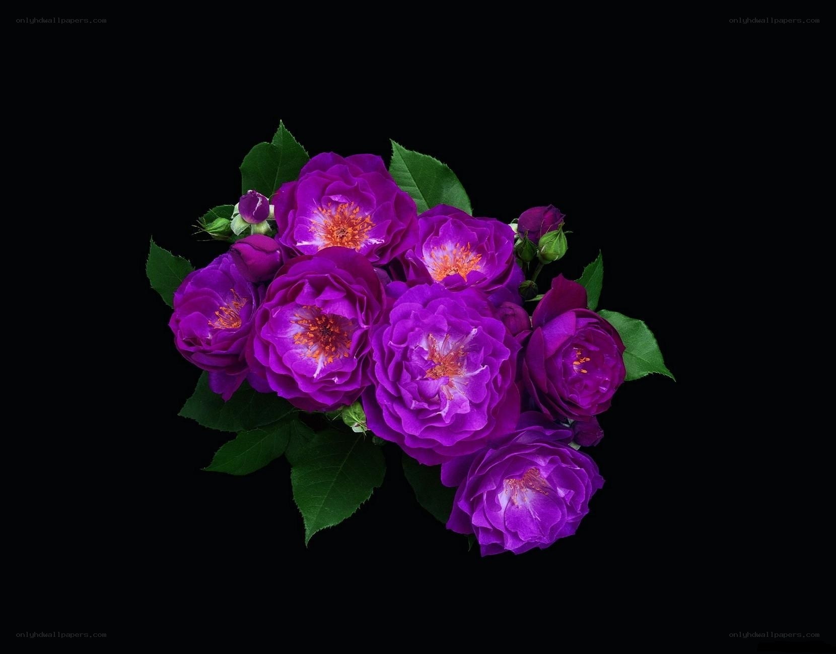 vibrant purple roses