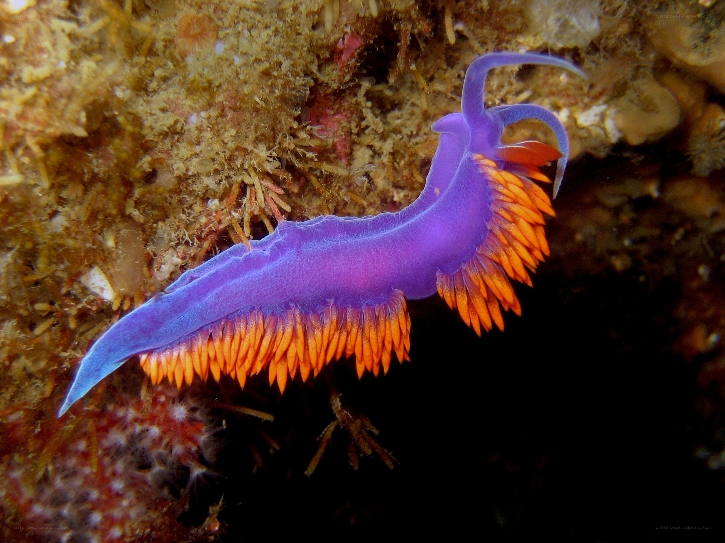 vibrant purple sea slug