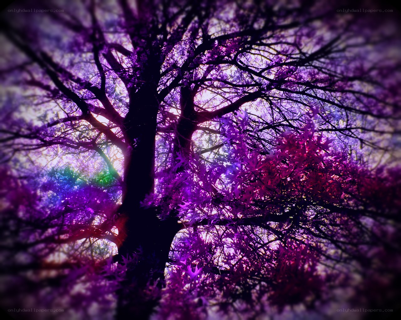 vibrant purple tree canopy