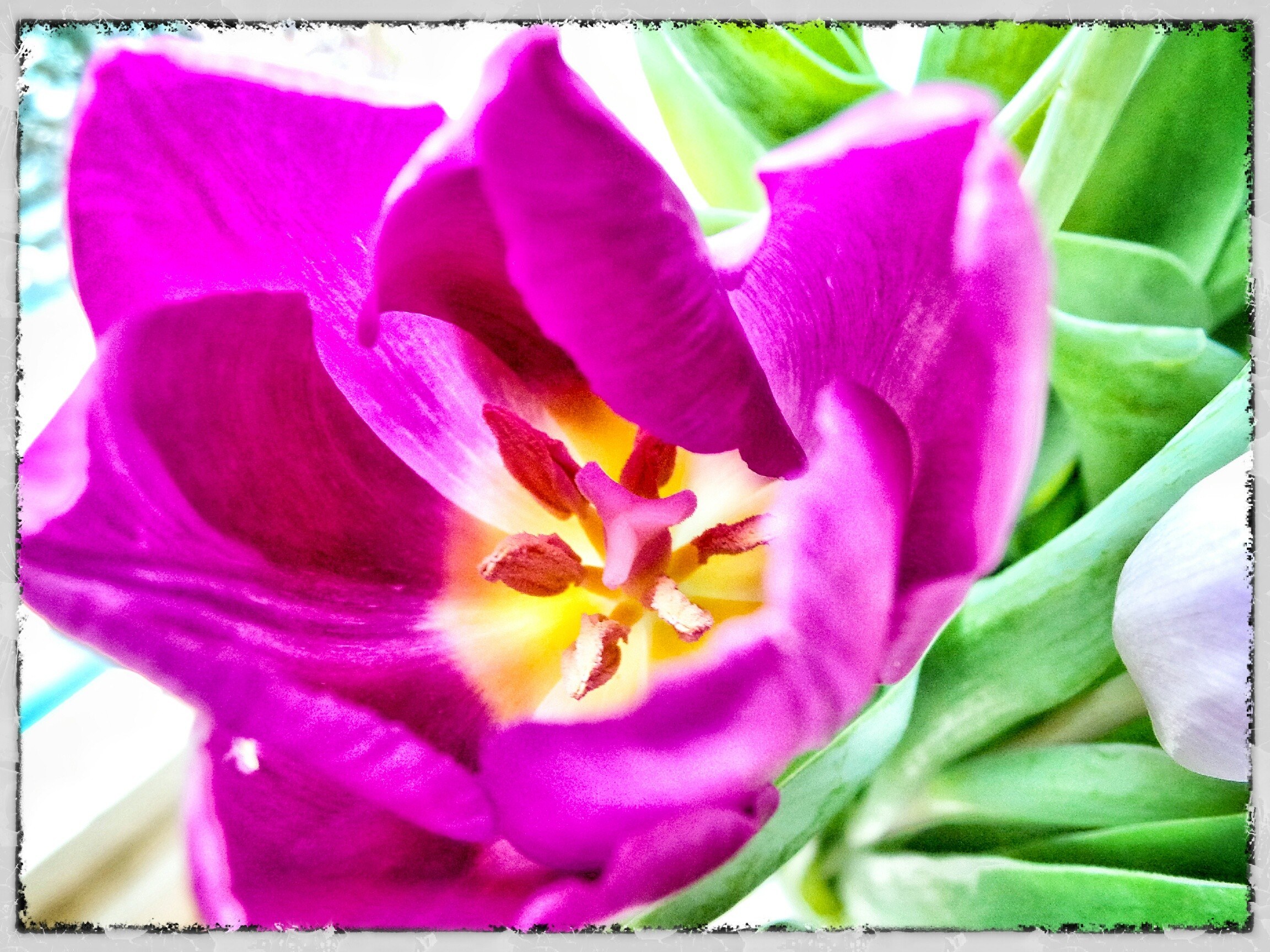 vibrant purple tulip close-up